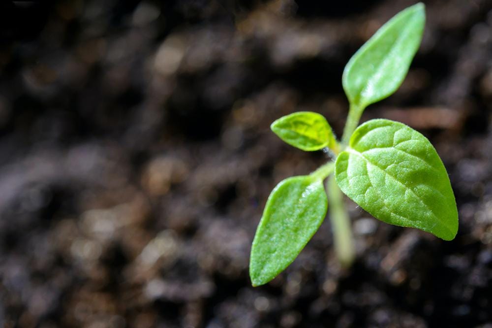 Grow or Swell... Are You Creating Positive Leadership Goodwill